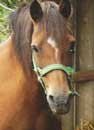 photo quine de la ponette pour son portrait